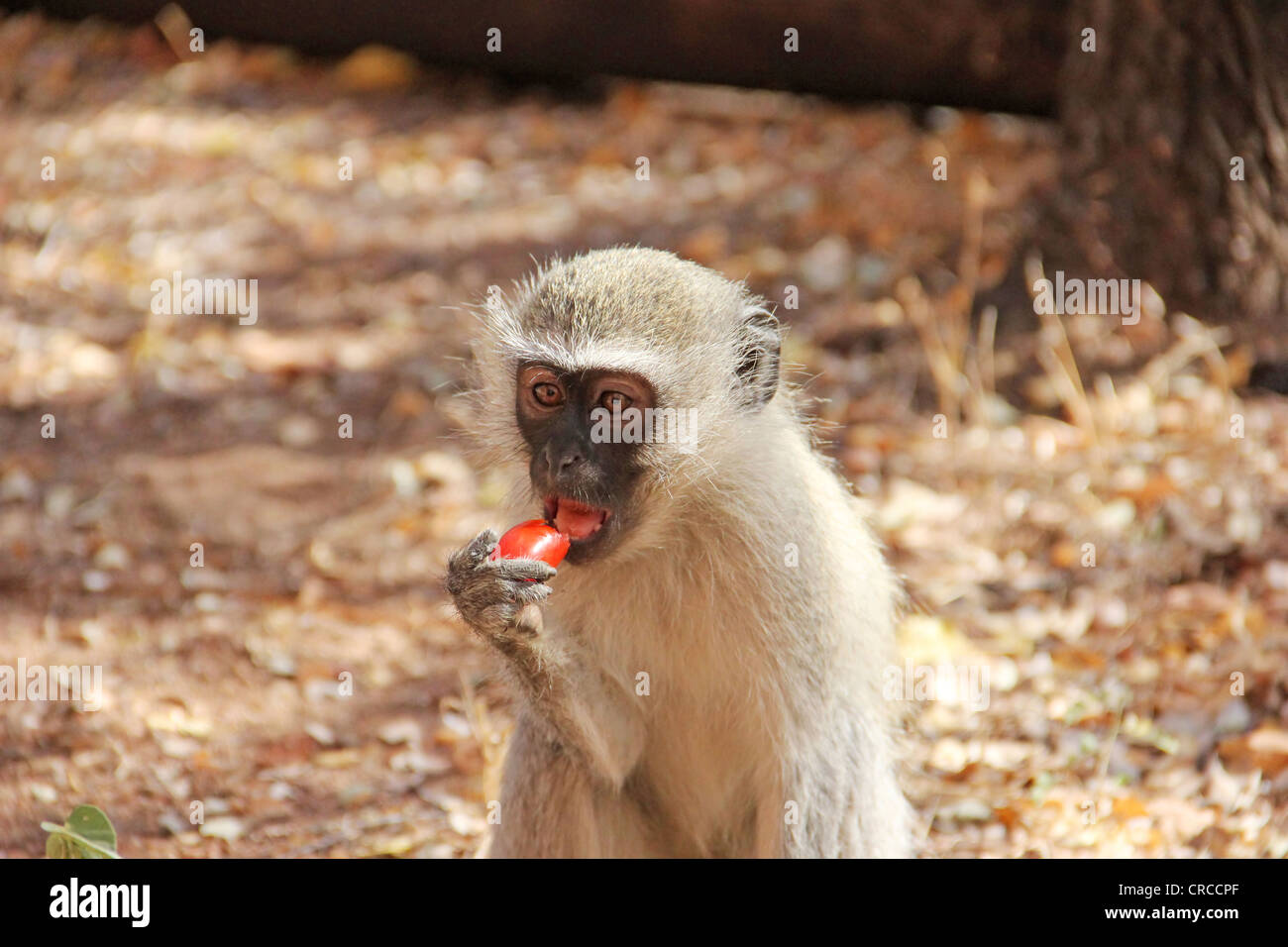 Alimentazione umana monkey Foto Stock