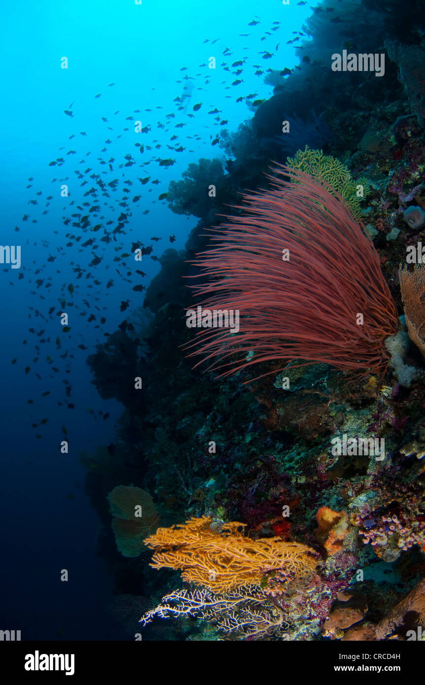 Mar Rosso frusta, Ctenocella sp, Wakatobi., Sulawesi Tenggara, Indonesia. Foto Stock