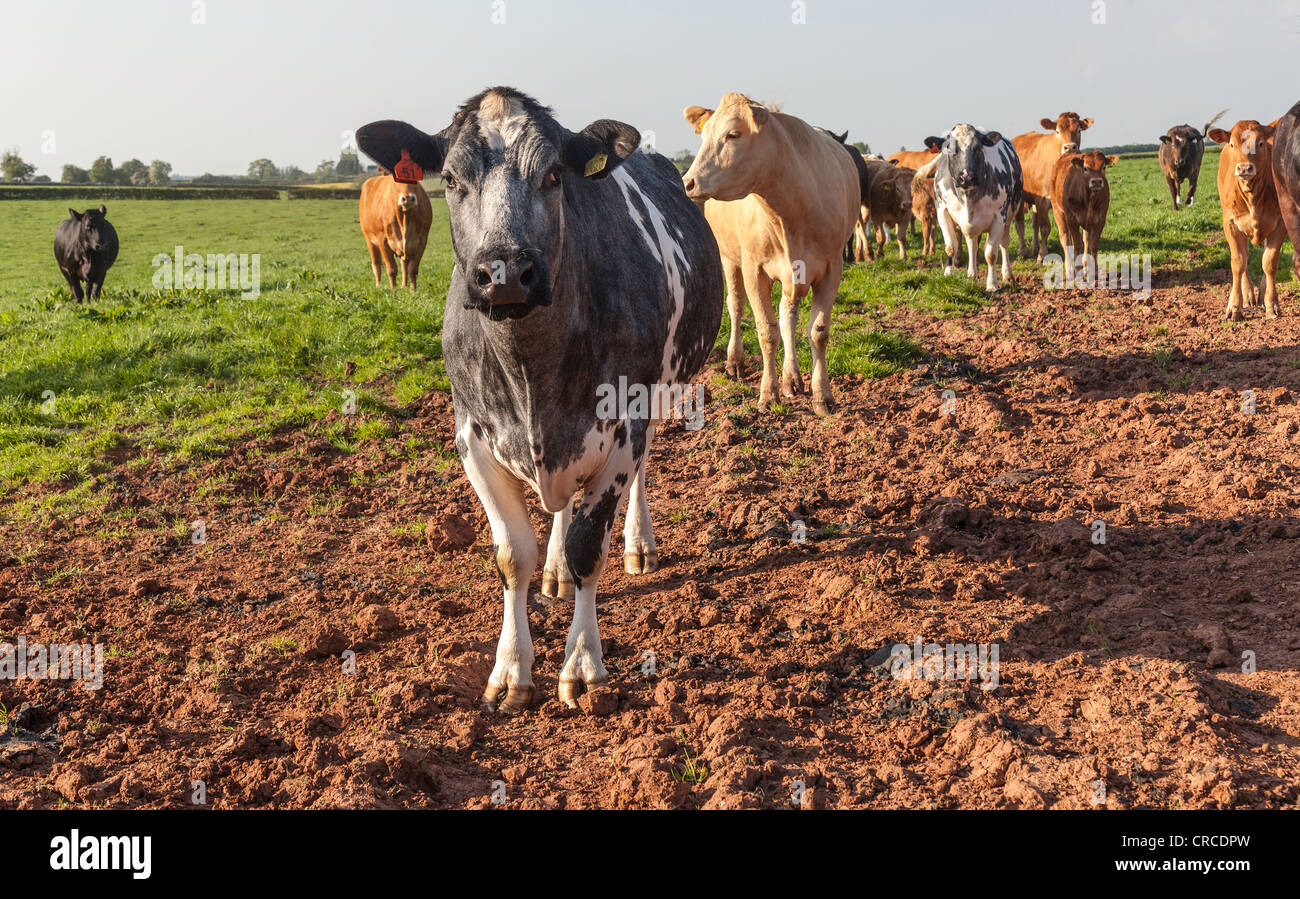 Allevamento del Limousin e Belga Blue vacche di manzo in campo sulla fattoria nel Gloucestershire England Regno Unito. Foto Stock