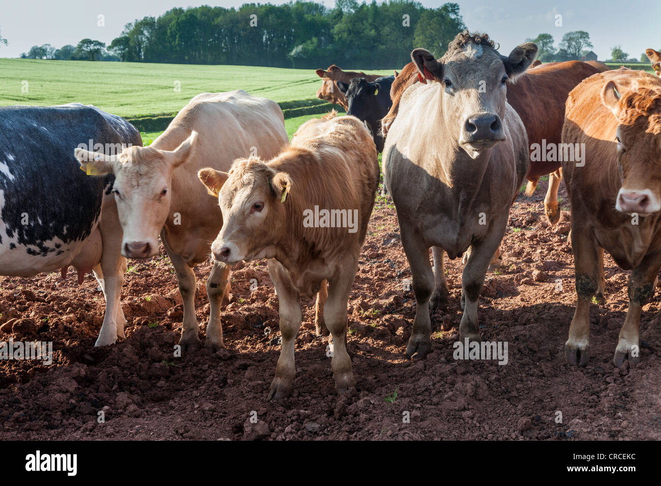 Linea di vacche e vitelli in campo sulla fattoria nel Gloucestershire England Regno Unito Foto Stock