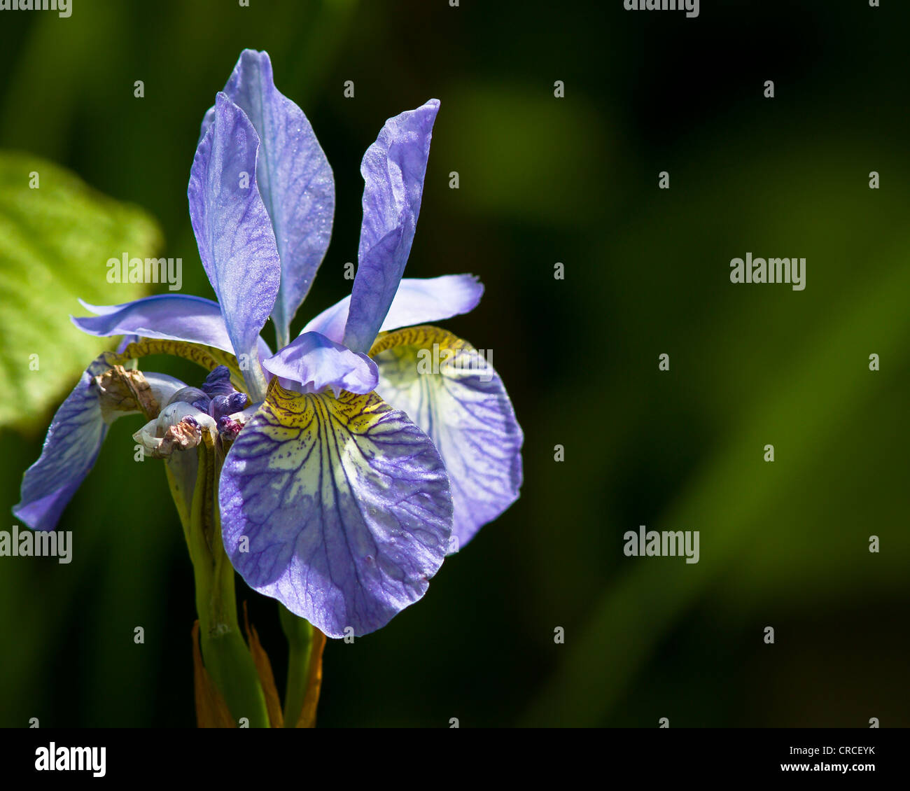 Unico colore blu iris fiore. Foto Stock