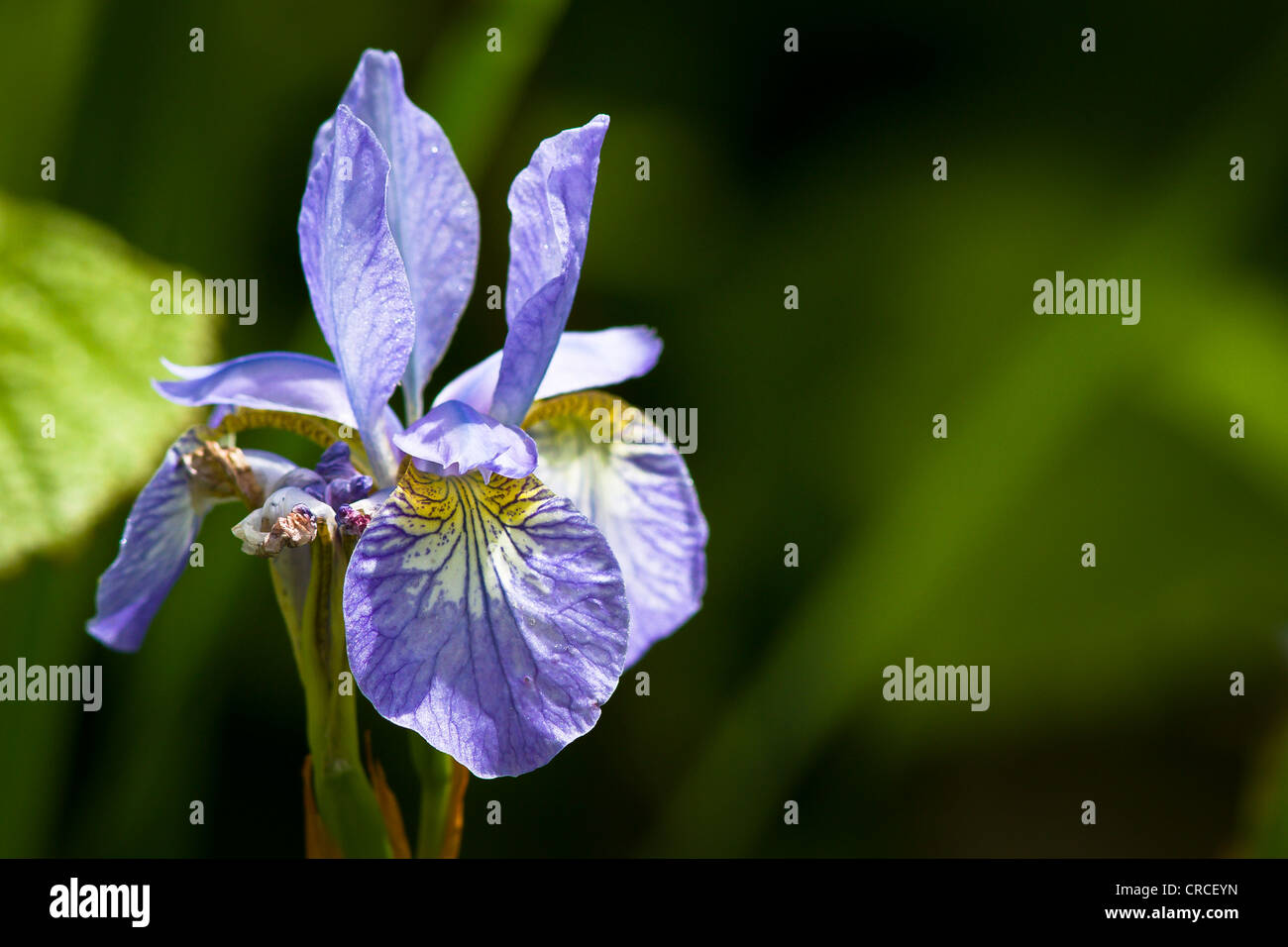 Unico colore blu iris fiore. Foto Stock