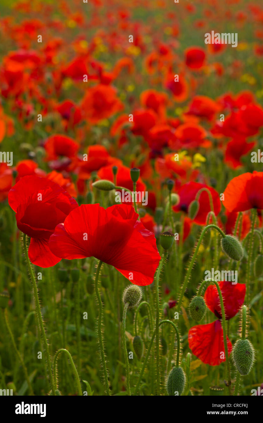 Papaveri di campo Foto Stock