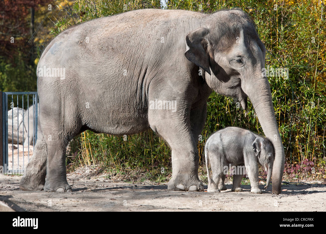 Elefante asiatico (Elephas maximus), femmina baby elephant, 11 giorni, durante la prima incursione nel contenitore esterno con la sua Foto Stock