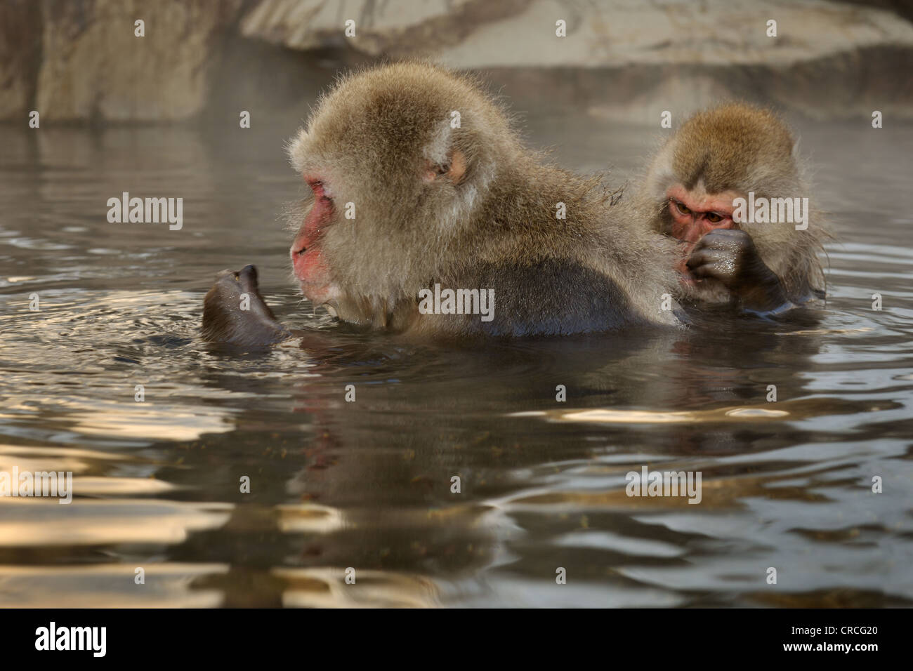 Macaque giapponese (Macaca fuscata) governare in una primavera calda, Jigokudani Monkey Park, Nagano, Giappone Foto Stock