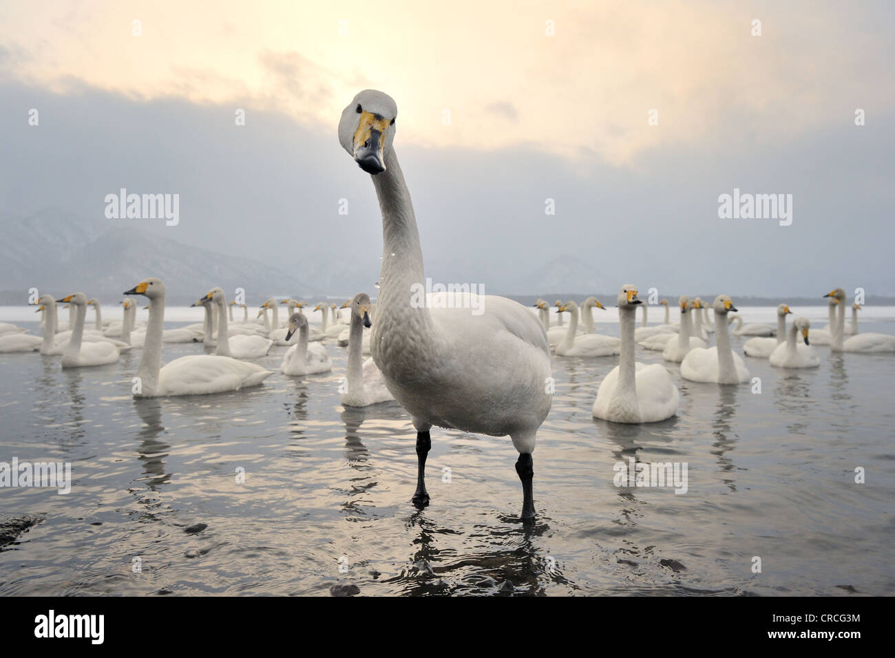 Whooper cigni (Cygnus cygnus) close up, guardando la telecamera, lago di Kussharo, Akan national park, Hokkaido, Giappone. Foto Stock