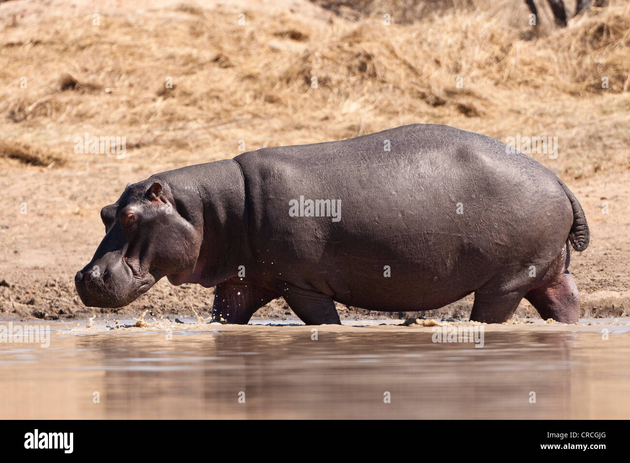 Ippopotami (Hippopotamus amphibius) passeggiate in un waterhole, tshukudu game lodge, , maggiore parco nazionale Kruger Foto Stock