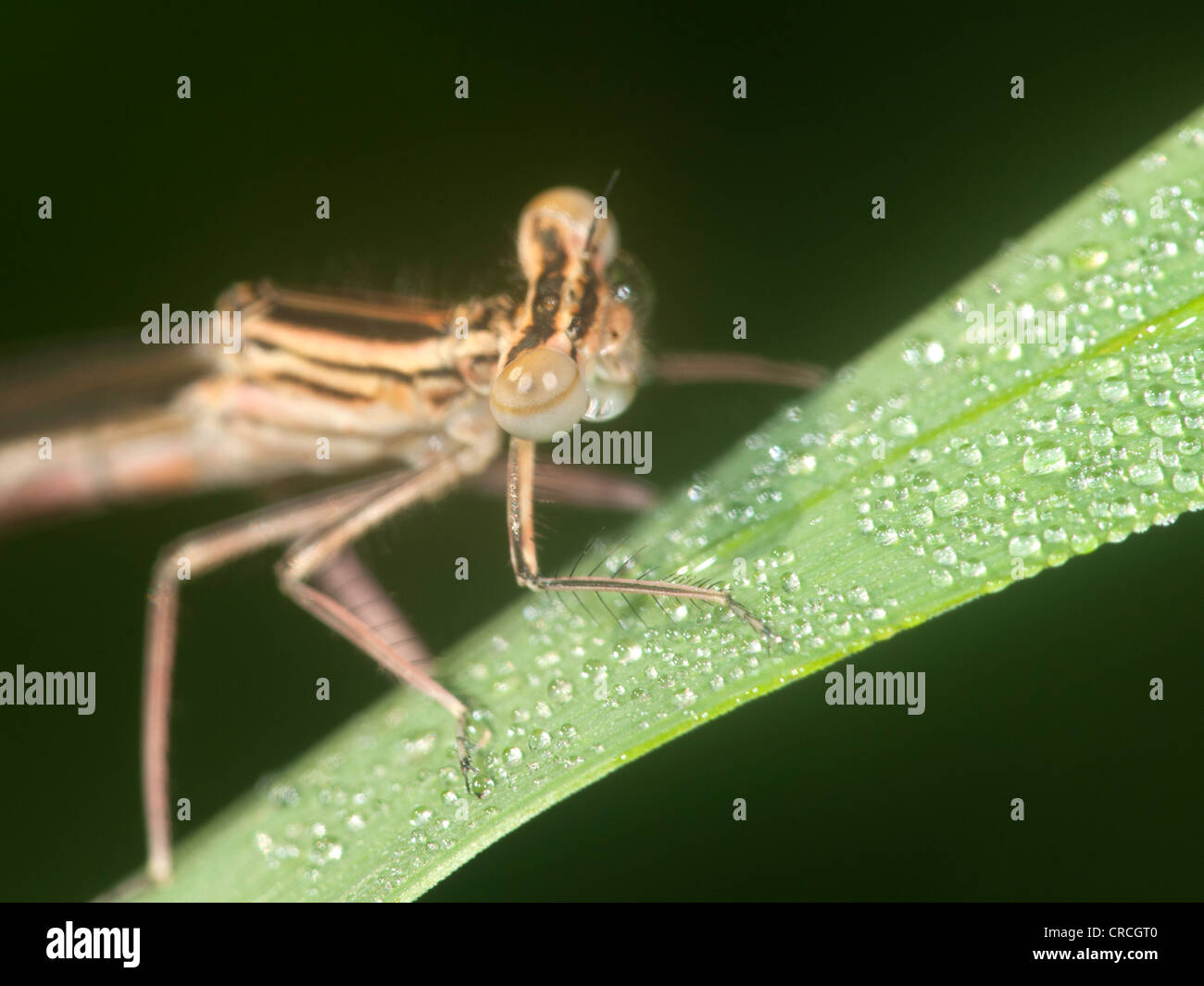 Mosca del Damsel Foto Stock