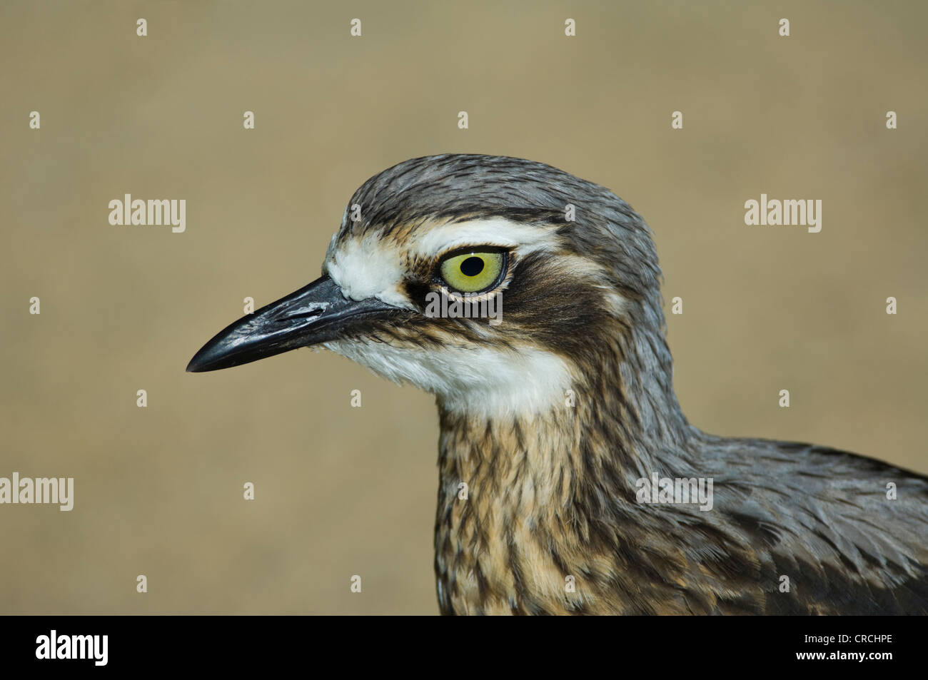 Bush in pietra (curlew Burhinus grallarius) captive Foto Stock