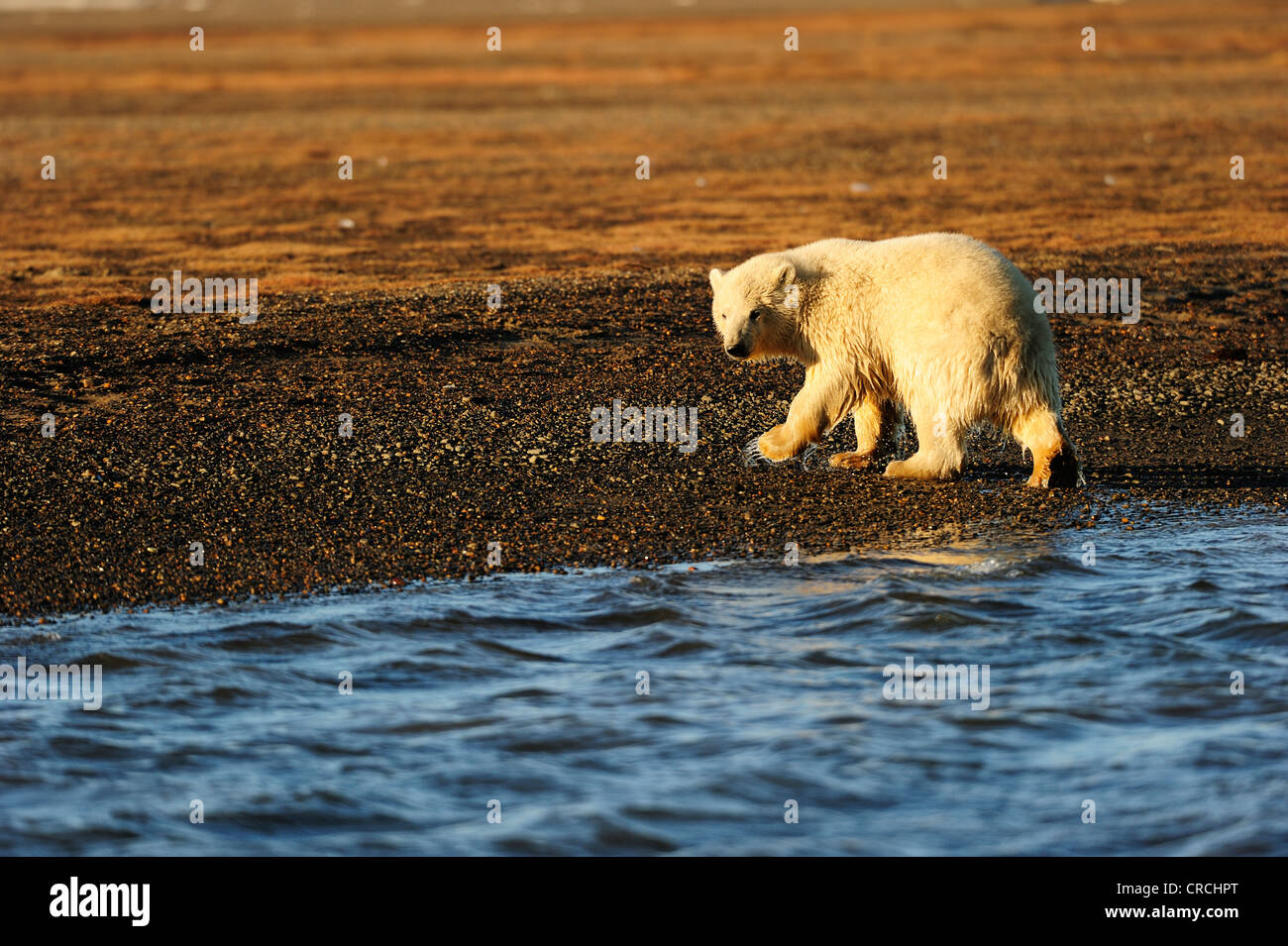Giovane orso polare (Ursus maritimus) camminando lungo una spiaggia, Kaktovik, pendio nord della regione, Beaufort Sea, Alaska, America Foto Stock