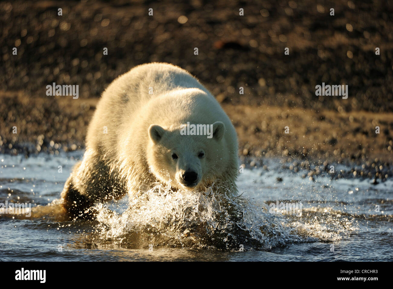 Giovane orso polare (Ursus maritimus) camminando lungo una spiaggia, Kaktovik, pendio nord della regione, Beaufort Sea, Alaska, America Foto Stock