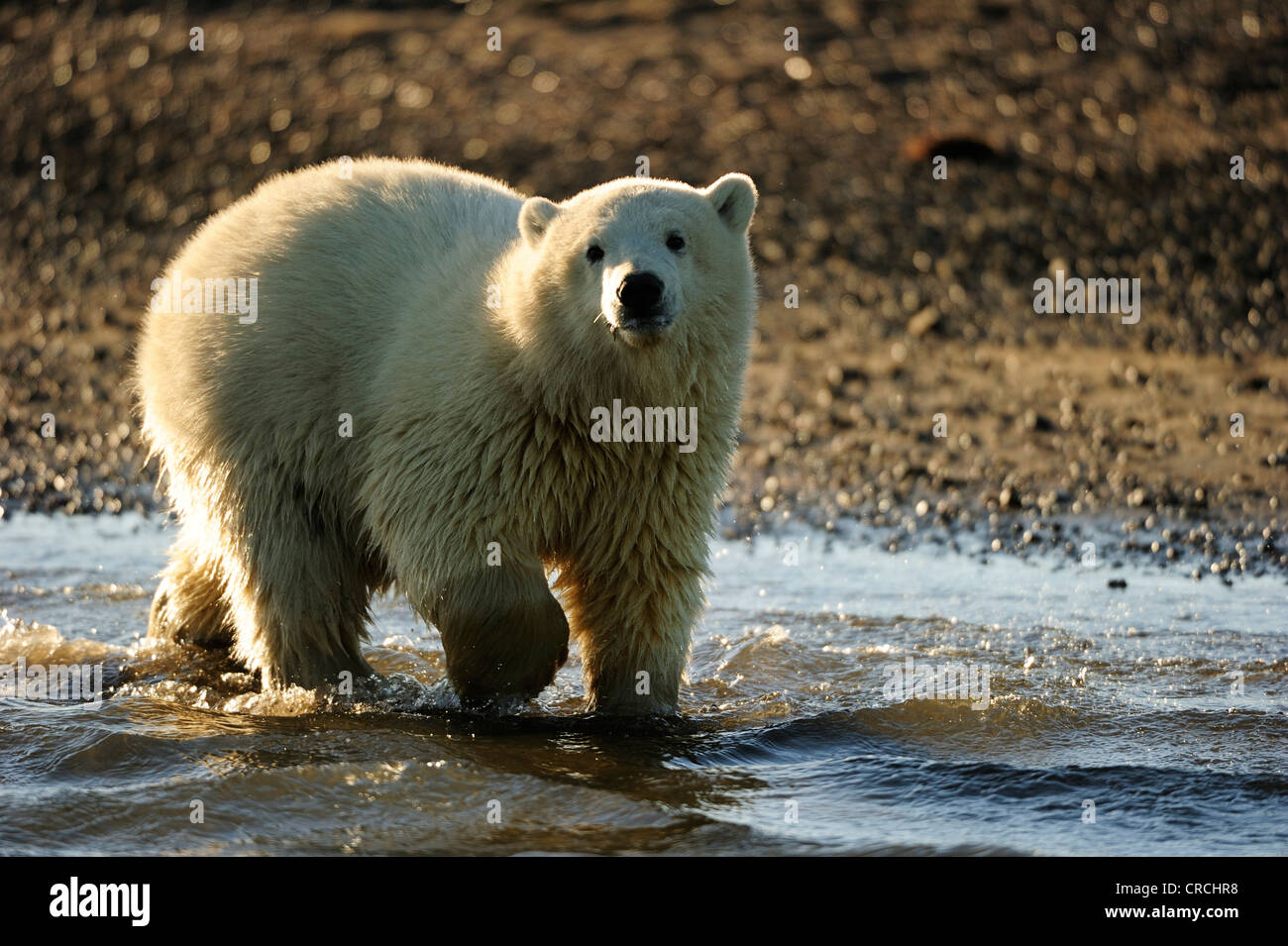 Giovane orso polare (Ursus maritimus) camminando lungo una spiaggia, Kaktovik, pendio nord della regione, Beaufort Sea, Alaska, America Foto Stock