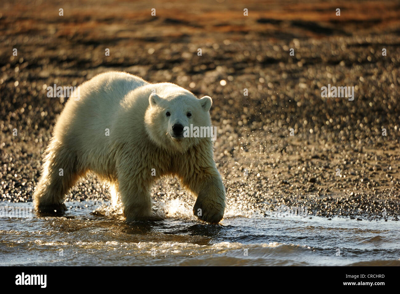 Giovane orso polare (Ursus maritimus) camminando lungo una spiaggia, Kaktovik, pendio nord della regione, Beaufort Sea, Alaska, America Foto Stock