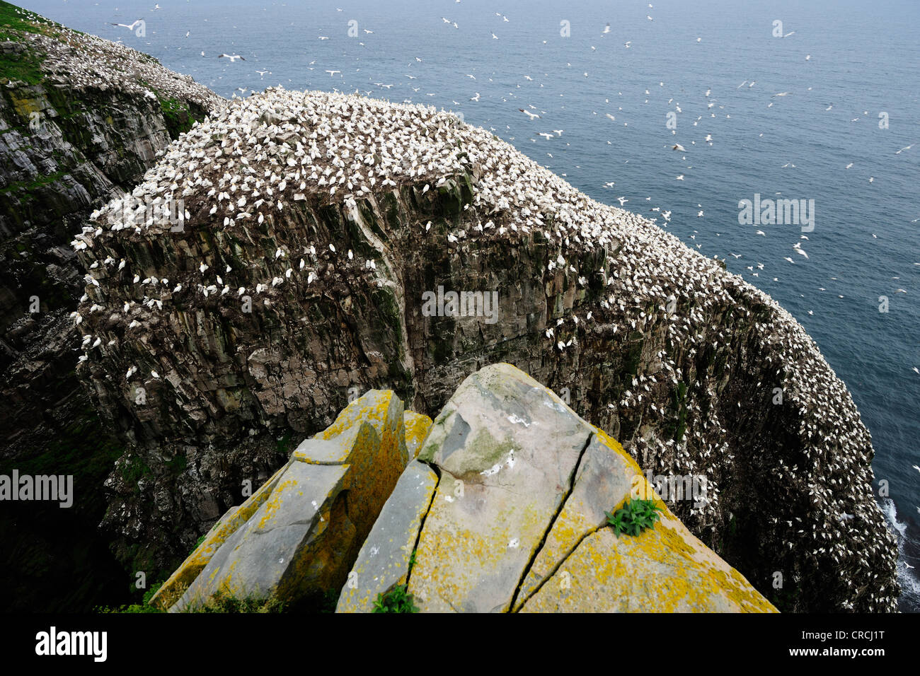 Bird rock con la parte settentrionale di sule (Morus bassanus), colonia di allevamento, Cape Santa Maria, Terranova, Canada, America del Nord Foto Stock