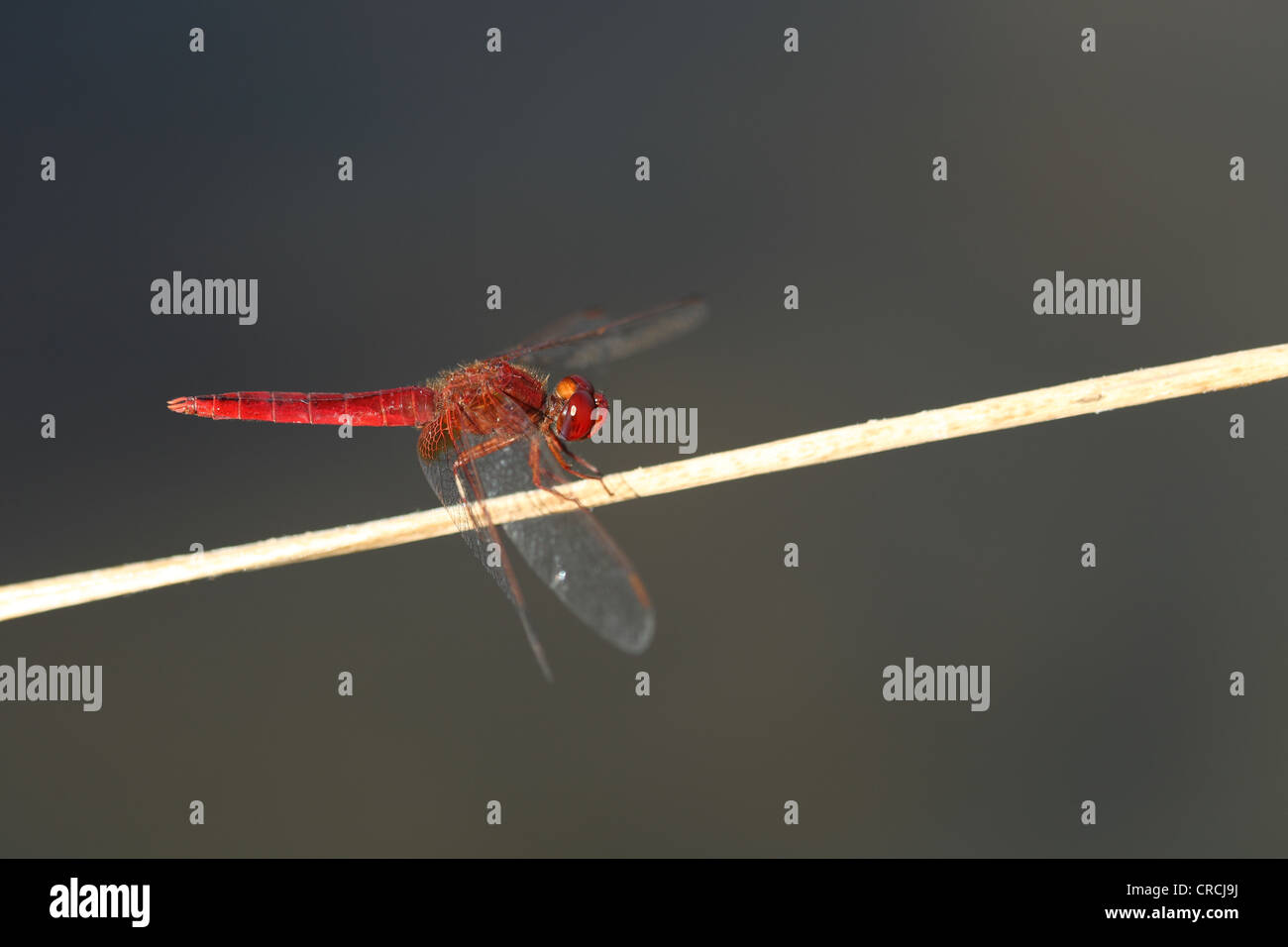 Ampio (Scarlet) Darter (Crocothemis erythraea) Foto Stock