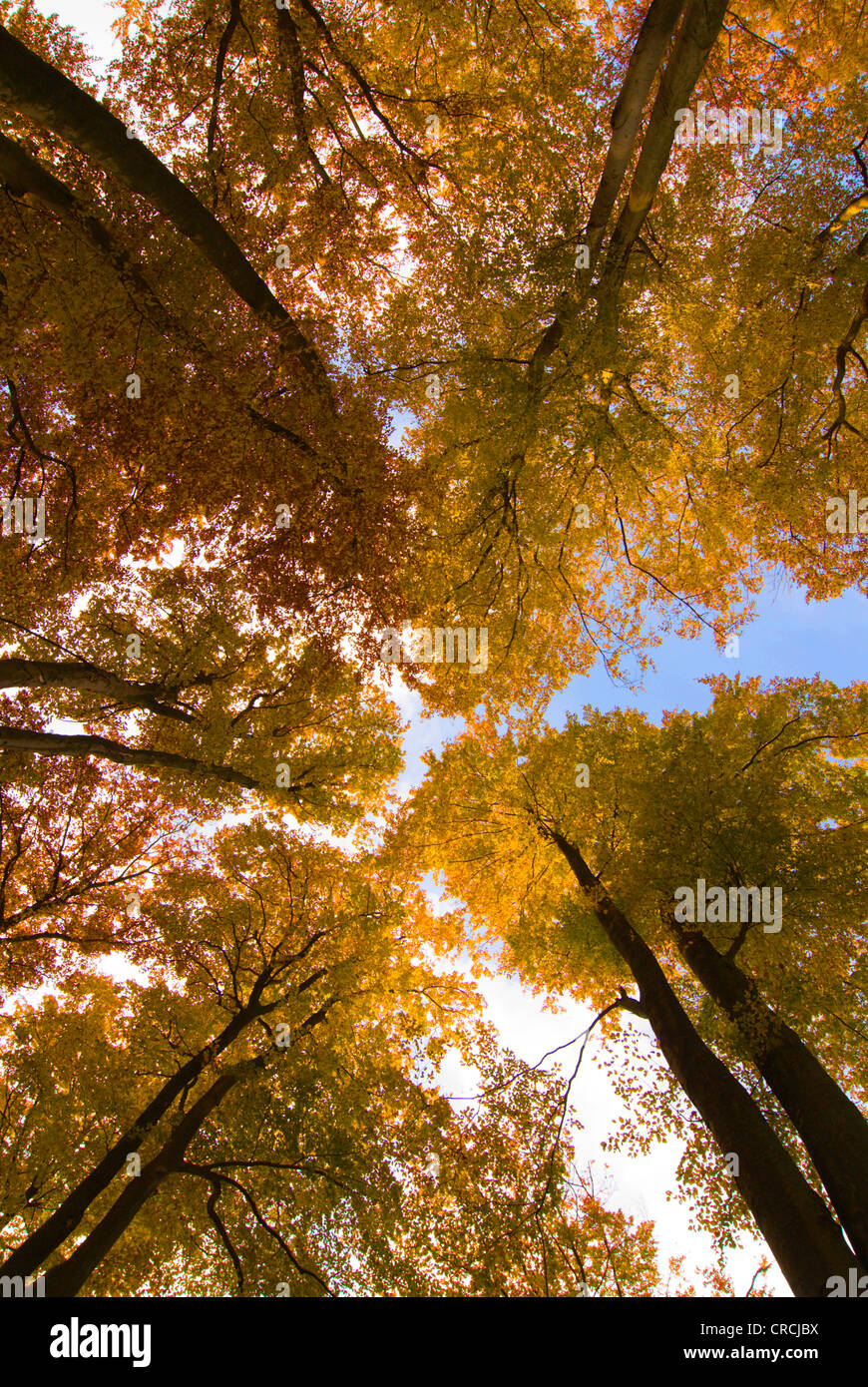 Comune di faggio (Fagus sylvatica), Colore di autunno tree tops, Francia, Lorraine Foto Stock