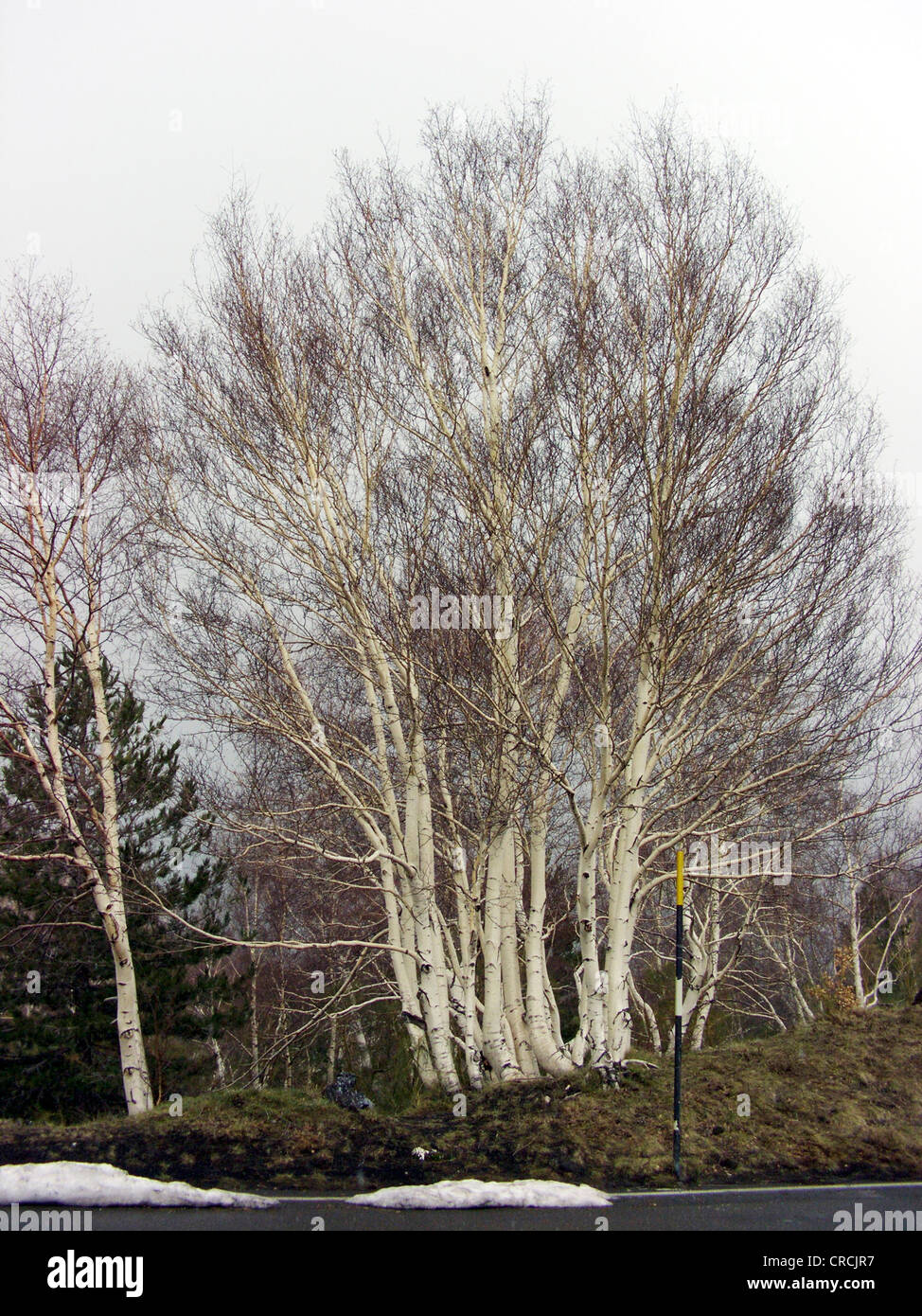 Betulla dell'Etna, bianco betulla (Betula Aetnensis, Betula pendula ssp. aetnensis), numerosi alberi affiancati, Italia, Sicilia Foto Stock