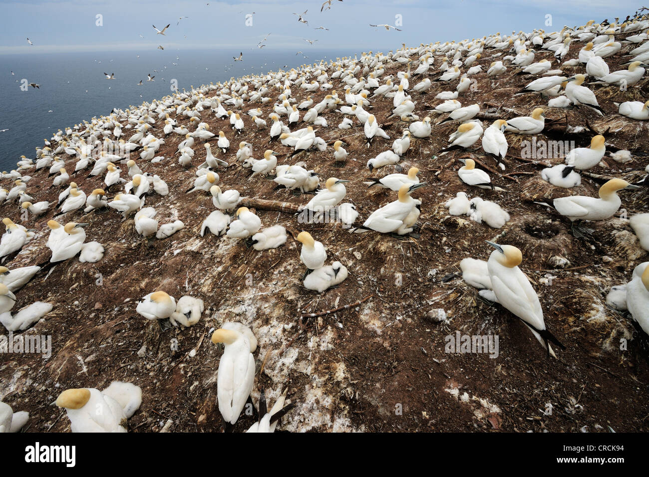 Northern sule (Morus bassanus) sulla nidificazione Ille Bonaventura vicino a Percé in estate, una piccola isola nell'Oceano Atlantico off Foto Stock