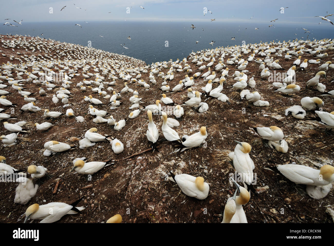 Northern sule (Morus bassanus) sulla nidificazione Ille Bonaventura vicino a Percé in estate, una piccola isola nell'Oceano Atlantico off Foto Stock