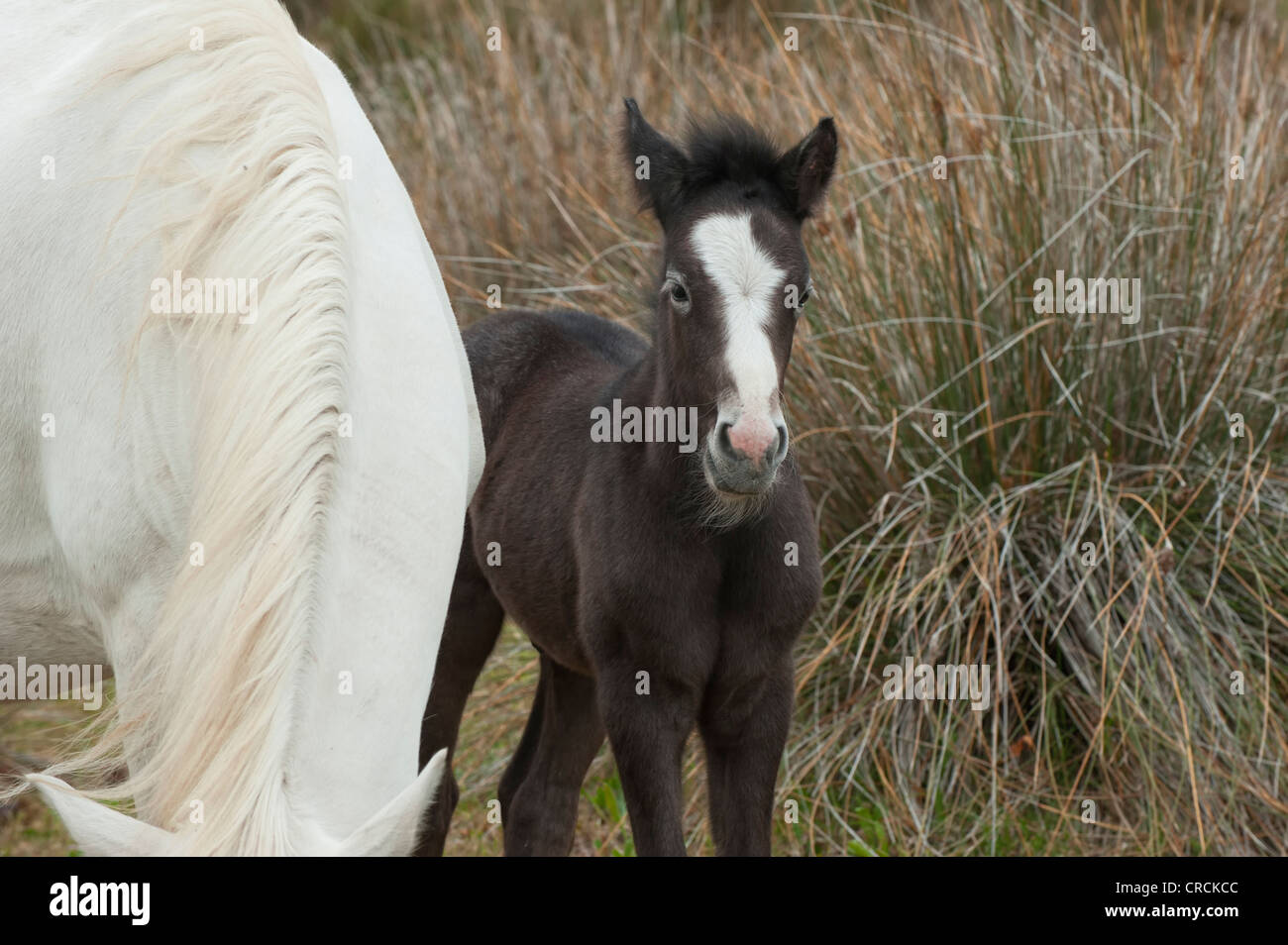 Cavalli Camargue mare e puledro, Camargue, Bouches du Rhône, Francia Foto Stock