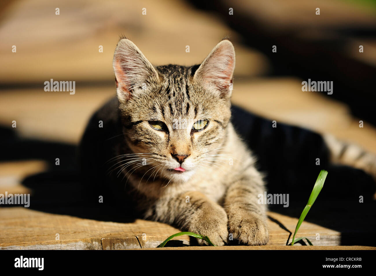 Gatto di casa sole stesso su di un pavimento in legno Foto Stock