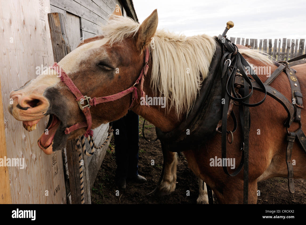 Cavallo con ampia bocca aperta viene messo su un carrello, Saskatchewan, Canada, America del Nord Foto Stock