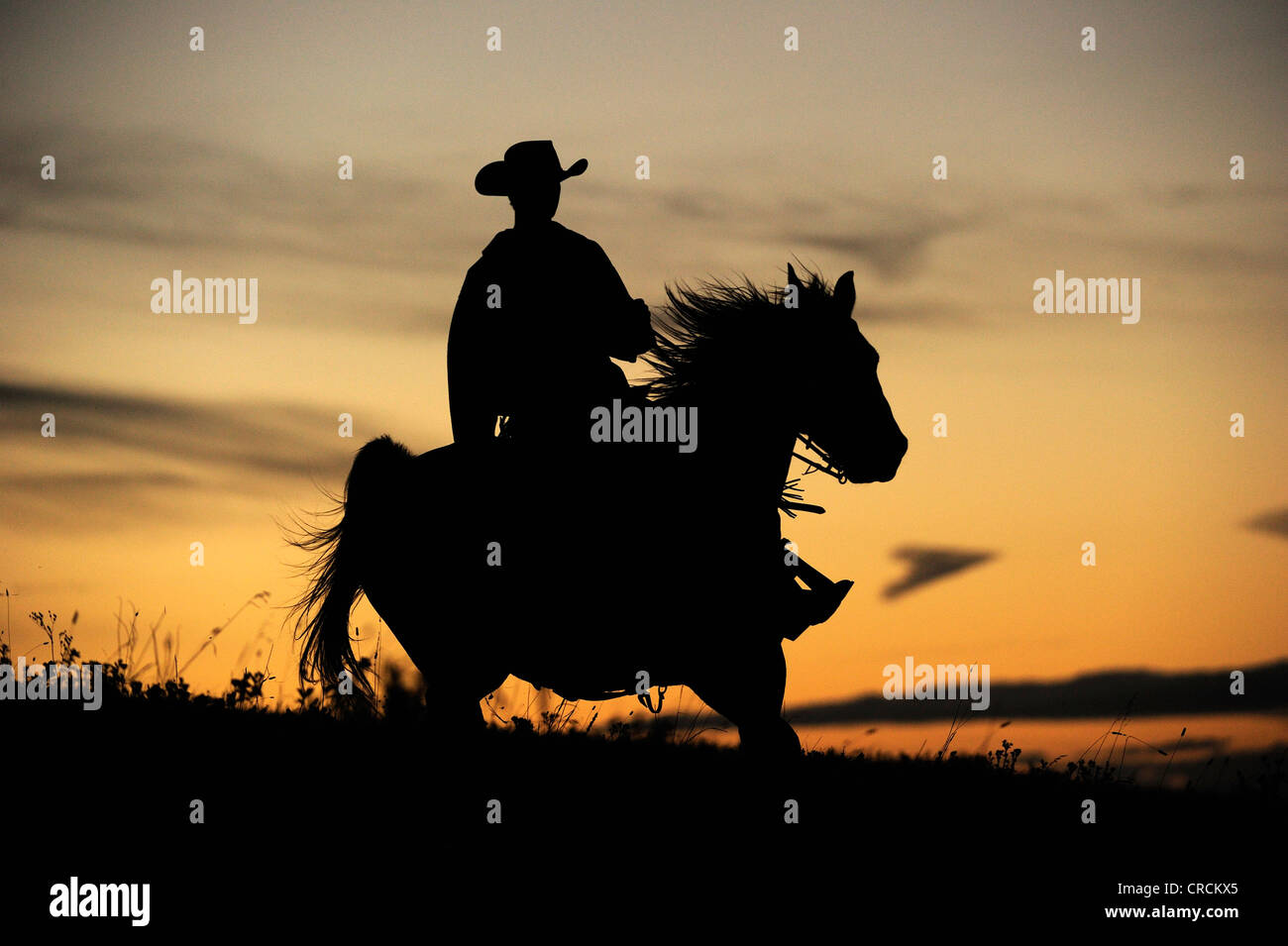 Cowboy a cavallo su prairie, silhouette al tramonto, Saskatchewan, Canada, America del Nord Foto Stock