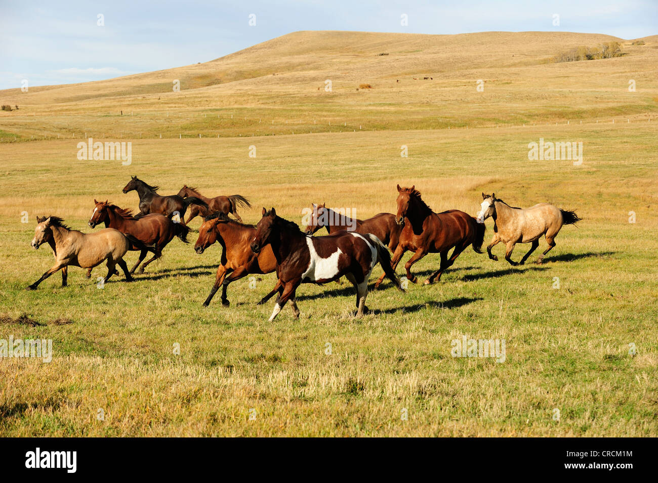 Allevamento di cavalli al galoppo attraverso la prairie, Saskatchewan, Canada Foto Stock