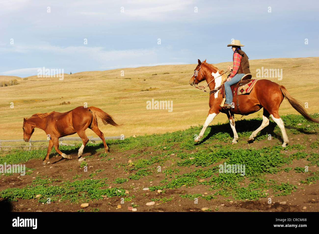 Cowgirl guidando un cavallo attraverso la prairie, Saskatchewan, Canada Foto Stock