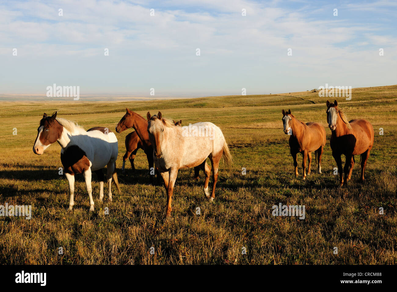 Cavalli in piedi sulla Prairie, Saskatchewan, Canada Foto Stock