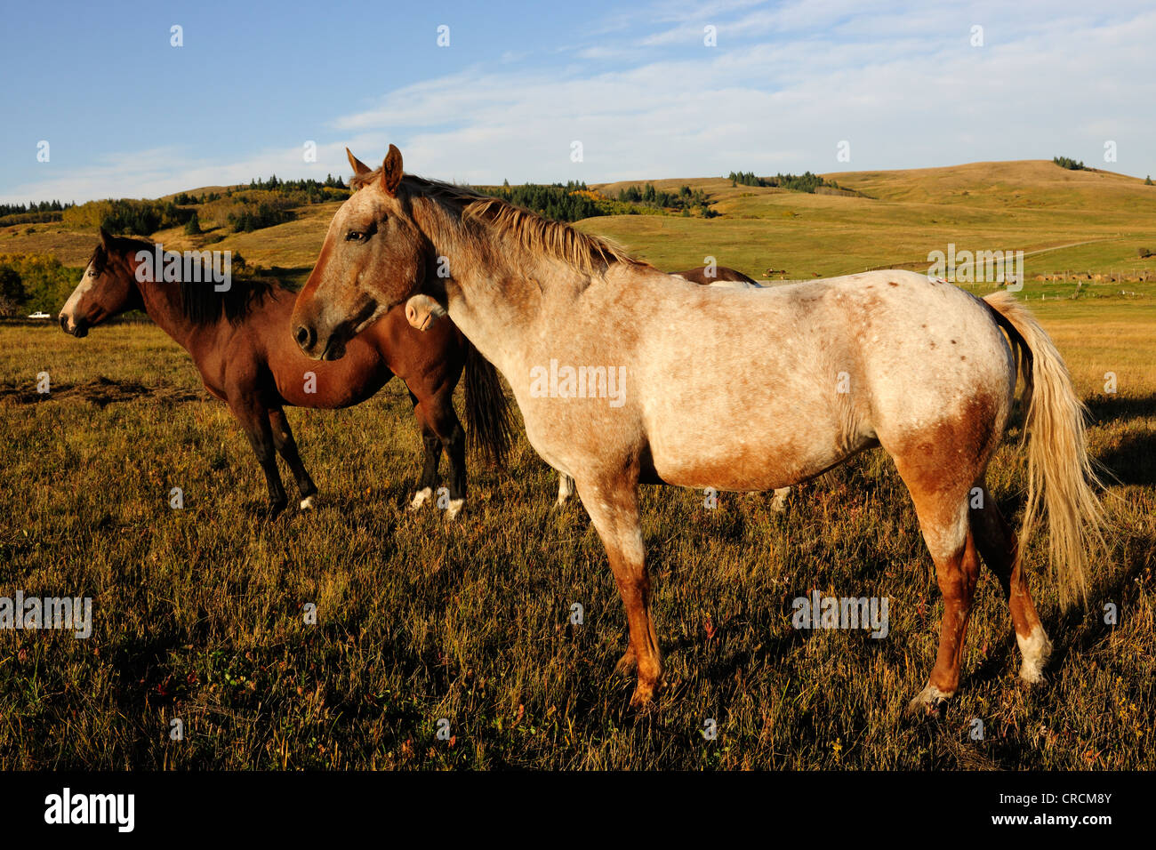 Cavalli in piedi sulla Prairie, Saskatchewan, Canada Foto Stock