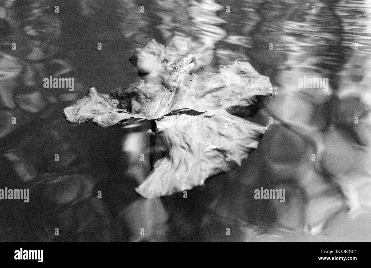 Foglia di un giglio di acqua a galla in Spreewald, una riserva della biosfera di circa un ora a sud di Berlino. Foto Stock