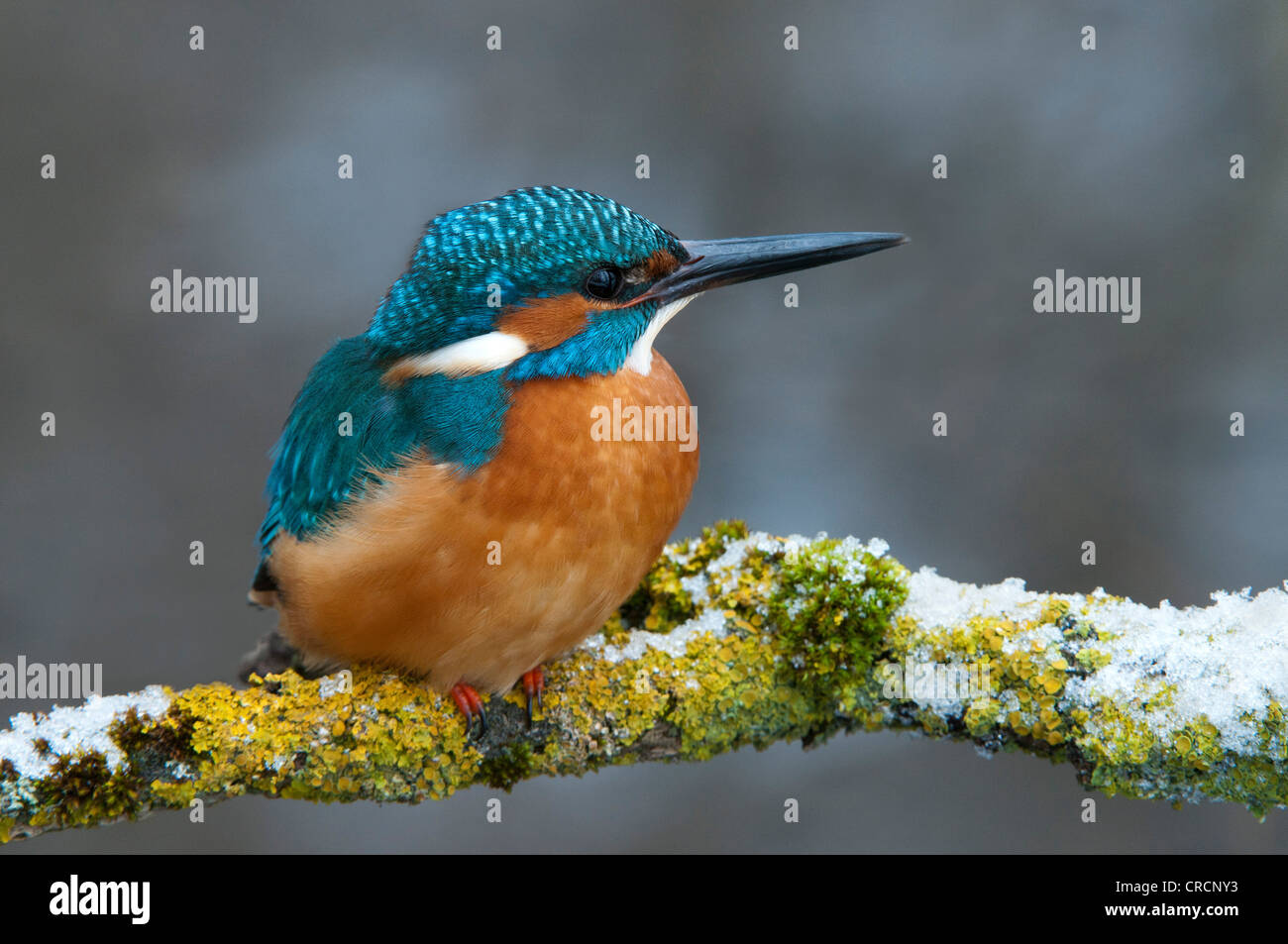 Kingfisher (Alcedo atthis), Tratzberg Area di Conservazione, Tirolo, Austria, Europa Foto Stock