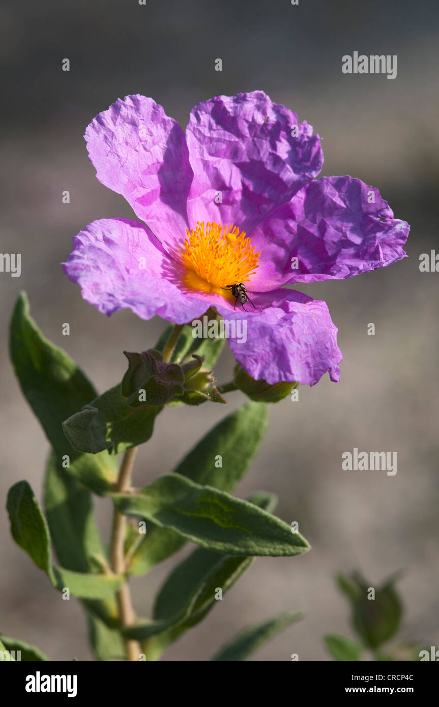 Hairy rock rose (Cistus incanus), Sardegna, Italia, Europa Foto Stock