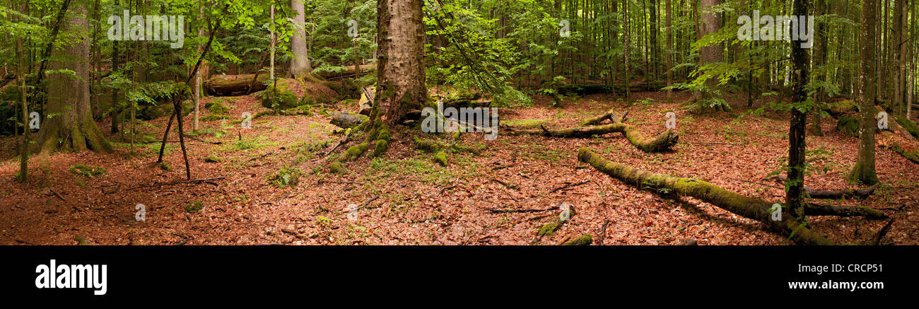 Foresta, Parco Nazionale della Foresta Bavarese, Baviera, Germania, Europa Foto Stock