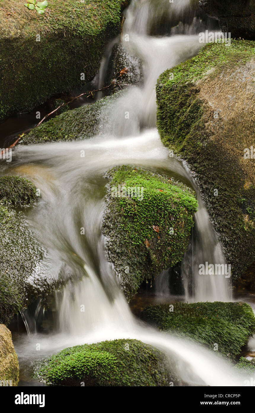 Kleine ohe flusso nella foresta, Parco Nazionale della Foresta Bavarese, Baviera, Germania, Europa Foto Stock