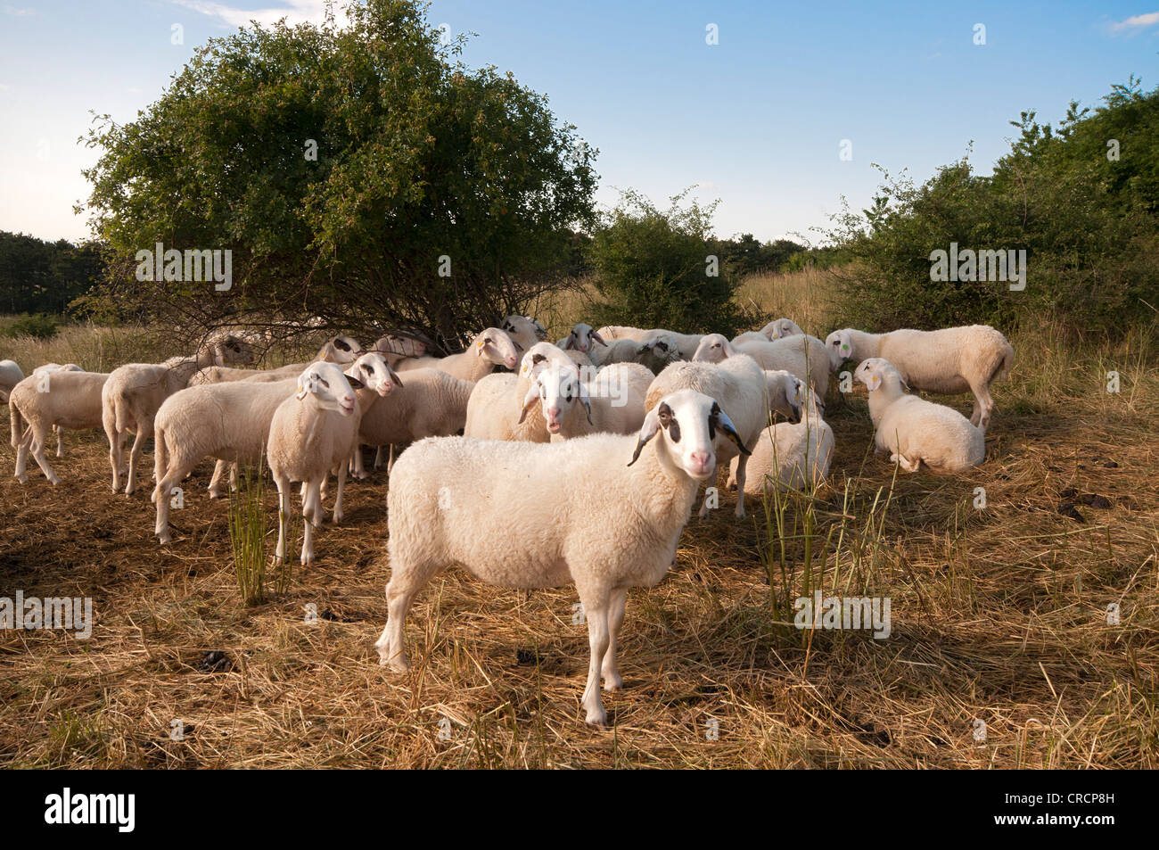 Ovini domestici per heath conservazione, Perchtoldsdorf Heath, Perchtoldsdorf, Austria Inferiore, Austria, Europa Foto Stock