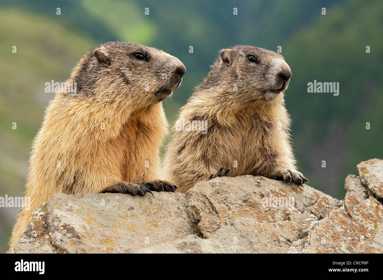 Marmotte (Marmota marmota), il Parco Nazionale degli Alti Tauri, Carinzia, Austria, Europa Foto Stock