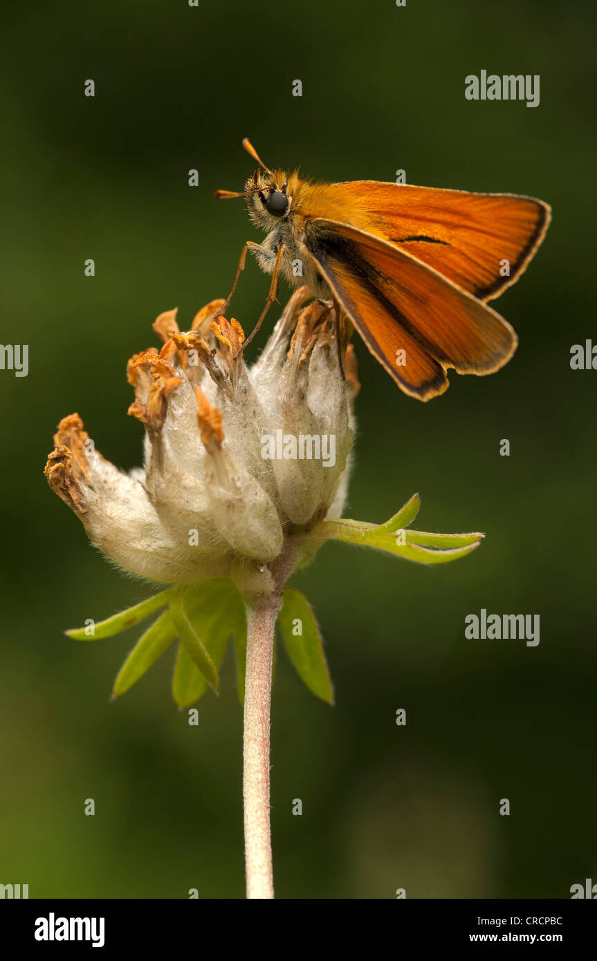 Piccola Skipper (Thymelicus sylvestris), valle Defereggental, il Tirolo orientale, Tirolo orientale, Austria, Europa Foto Stock