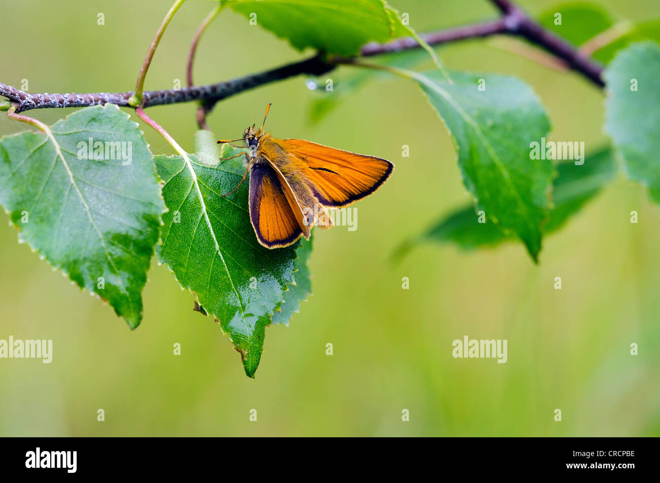 Piccola Skipper (Thymelicus sylvestris), valle Defereggental, il Tirolo orientale, Tirolo orientale, Austria, Europa Foto Stock