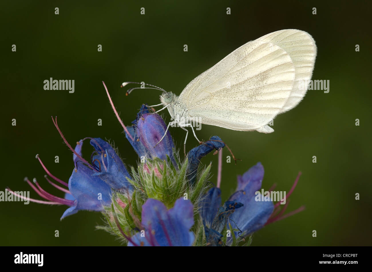 Legno bianco (Leptidea sinapis) sulla Viper dell o Bugloss Blueweed (Echium vulgare), Perchtoldsdorf Heath, Austria Inferiore, Austria Foto Stock