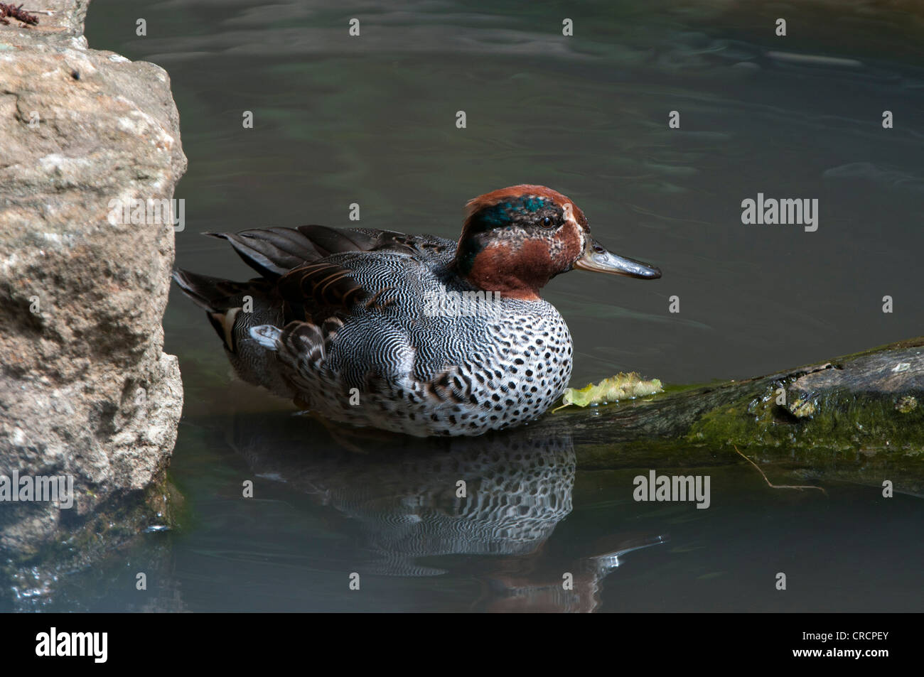 Eurasian Teal (Anas crecca), il Parco Nazionale della Foresta Bavarese, Baviera, Germania, Europa Foto Stock
