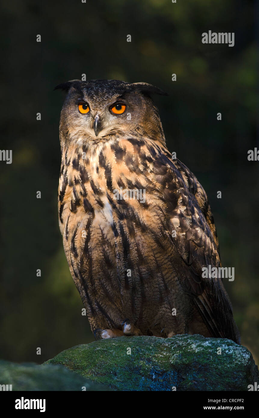 Gufo reale (Bubo bubo), il Parco Nazionale della Foresta Bavarese, Baviera, Germania, Europa Foto Stock