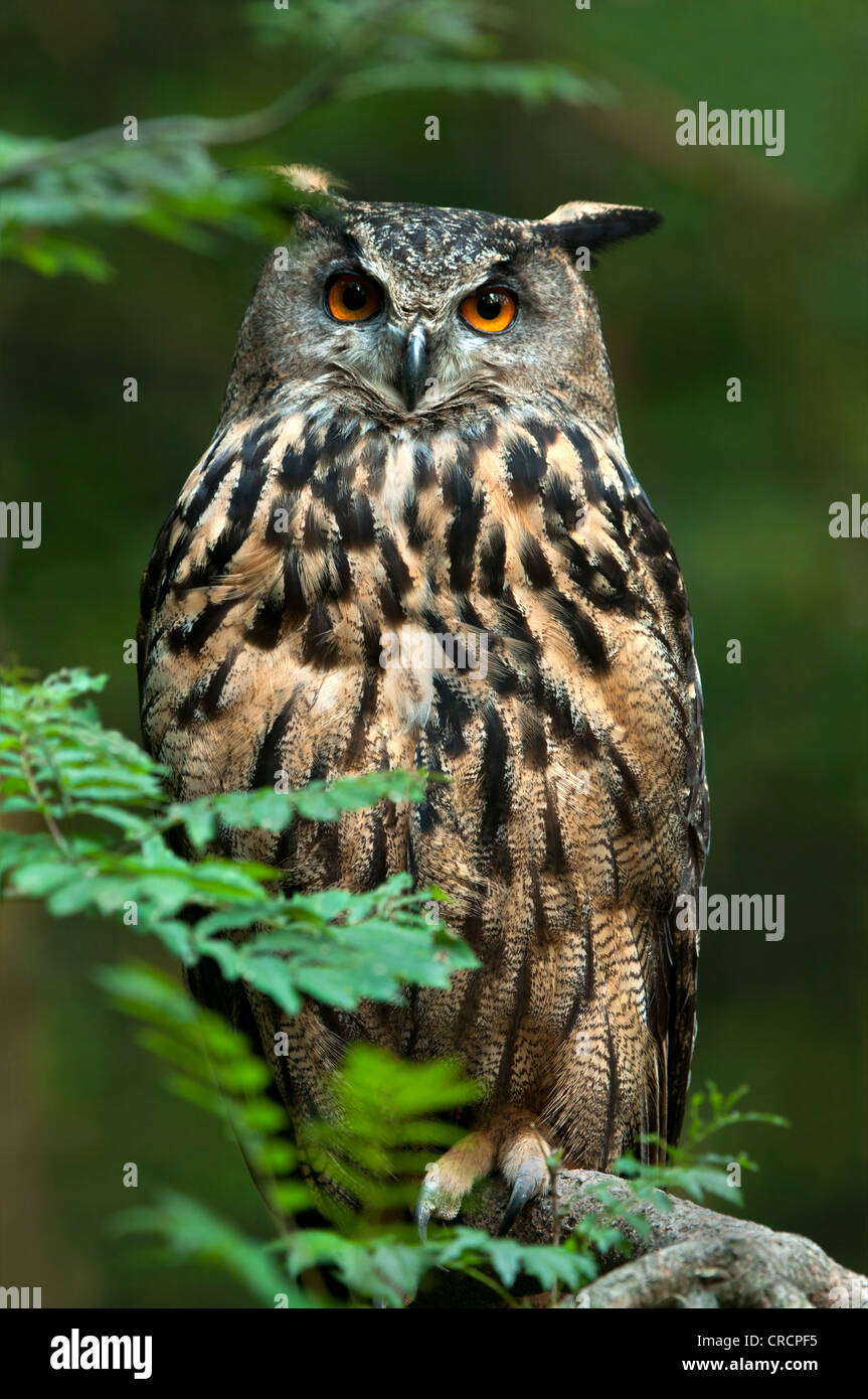 Gufo reale (Bubo bubo), il Parco Nazionale della Foresta Bavarese, Baviera, Germania, Europa Foto Stock