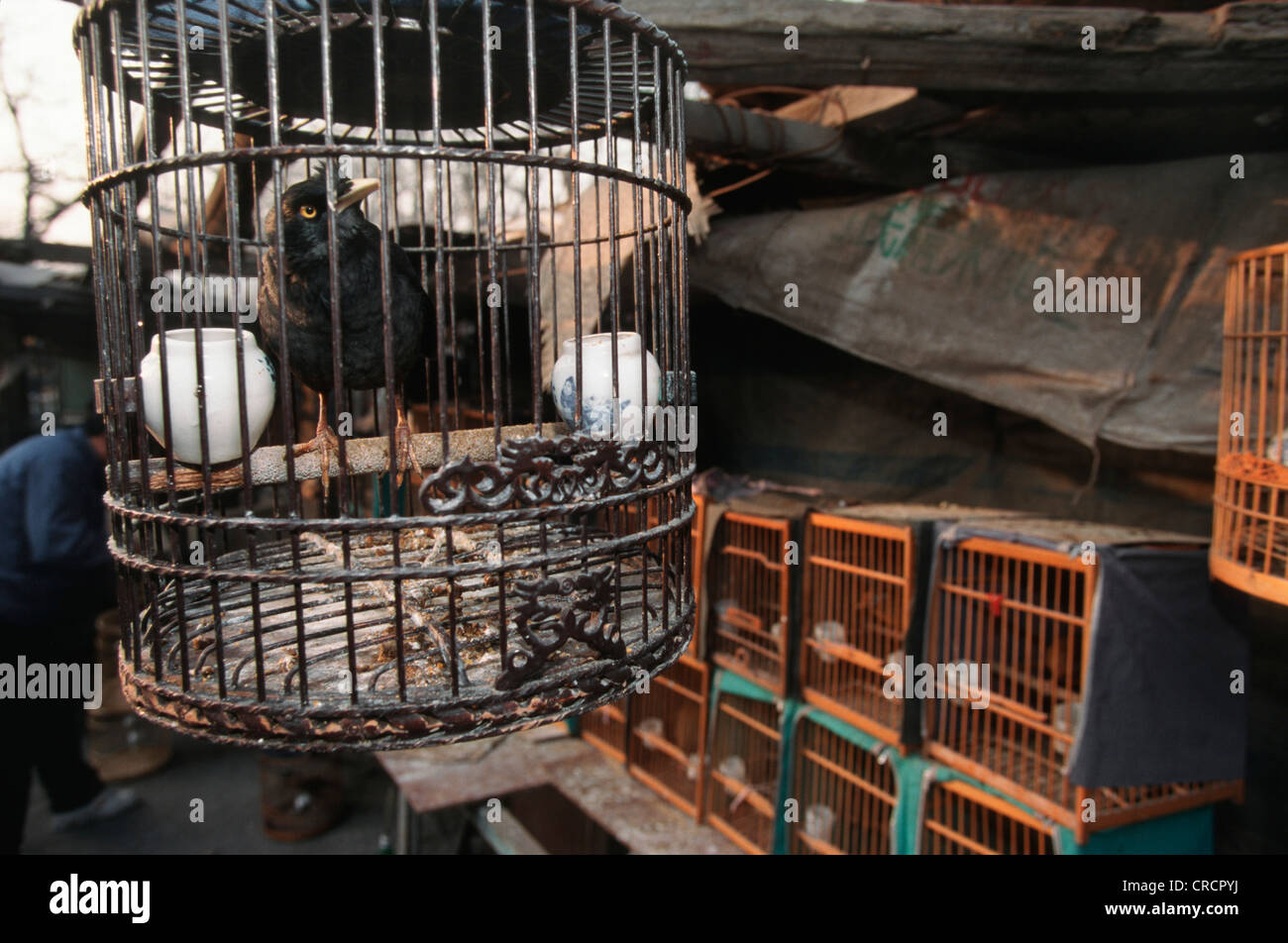 Uccello in una gabbia a mercato di uccelli, Cina Pechino Foto Stock