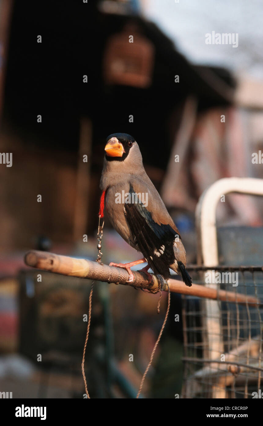 Legato songbird al mercato degli uccelli, Cina Pechino Foto Stock