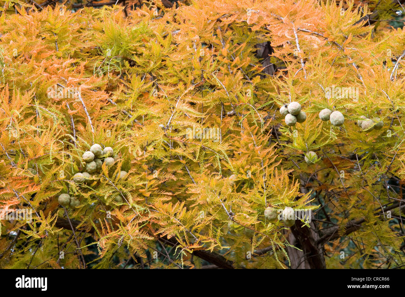 Cipresso calvo (Taxodium sp.), il Lago di Garda, Lombardia, Italia, Europa Foto Stock