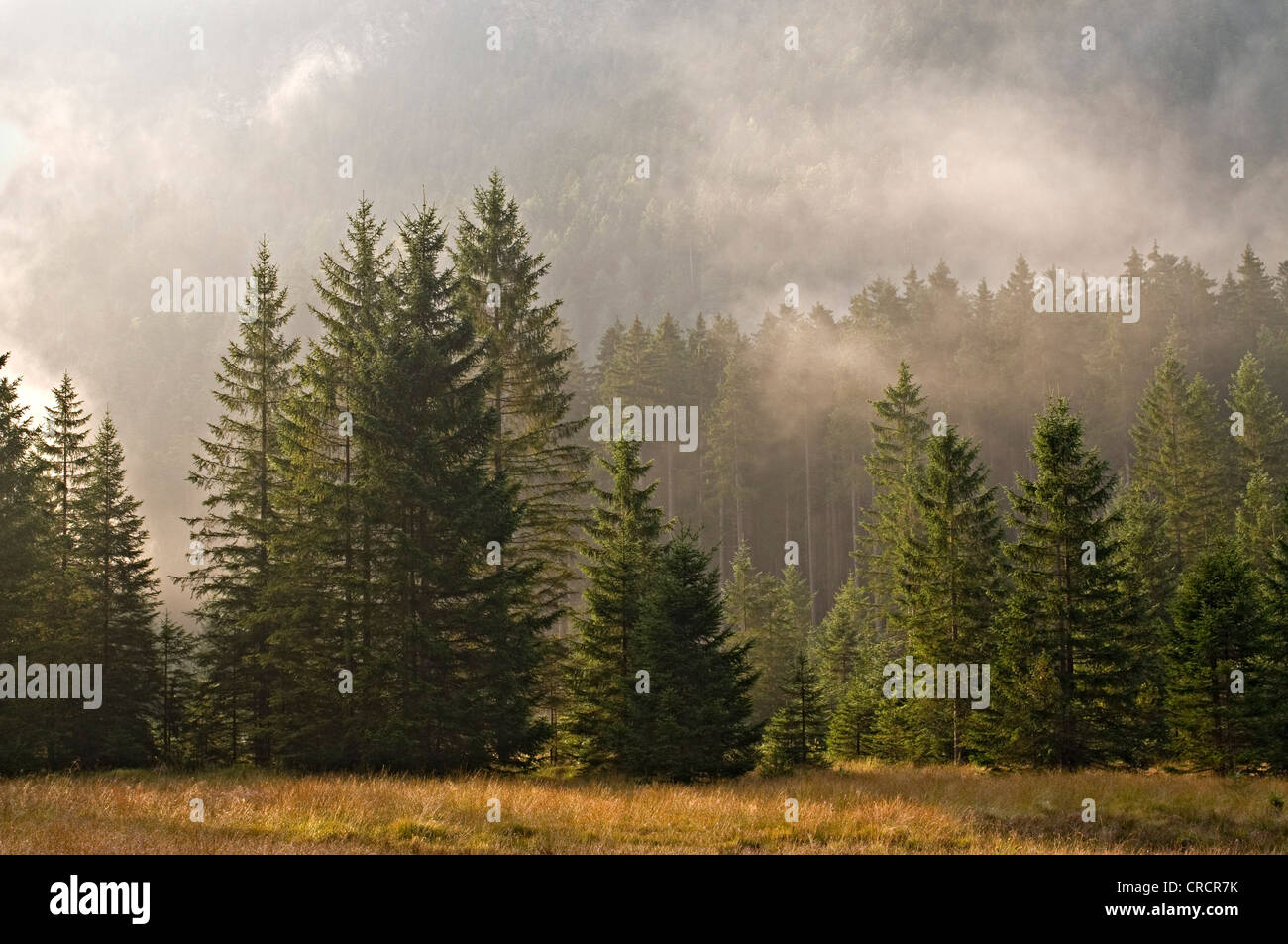 Abete (Picea abies) foresta, Riedener Lago, Rieden, Valle del Lech, Ausserfern, Tirolo, Austria, Europa Foto Stock