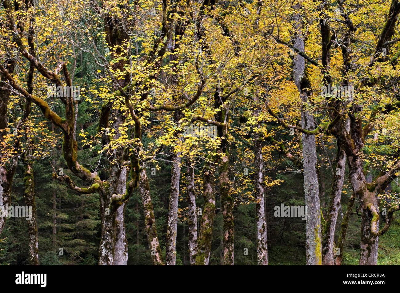 Platano o acero di monte (Acer pseudoplatanus), Grosser Ahornboden pascoli alpini, montagne Karwendel, Tirolo, Austria, Europa Foto Stock
