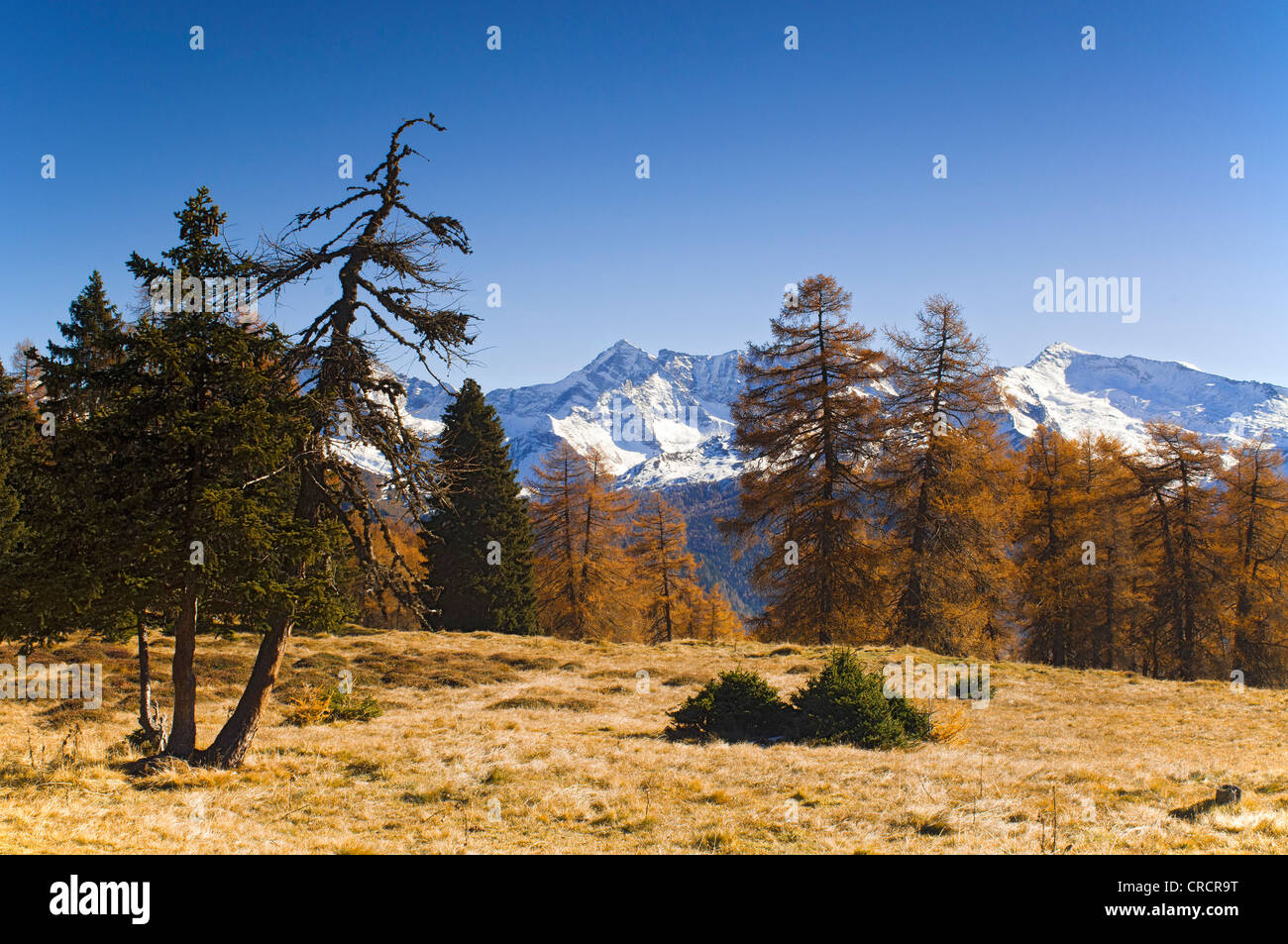 Ai prati di larici con Schrammacher, Sagwandspitze, Kraxntrager, Vinaders e Obernberg montagne sul retro, Tirolo, Austria, Europa Foto Stock